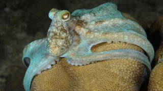A Caribbean reef octopus (Octopus briareus) hunting at night at a coral reef in Curaçao.
