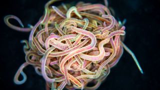 A colorful blob of worms link together to form a massive knot. 