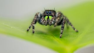 A jumping spider sits on a leaf. 