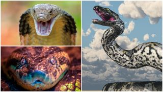 a king cobra with fangs showing, an artist impression of a titanoboa and a close up of an anaconda